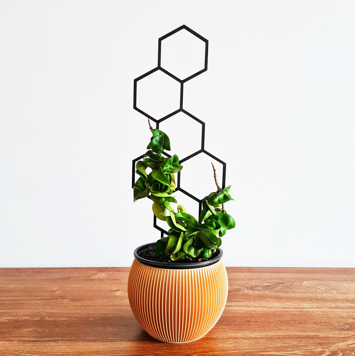 Spalier tip fagure pentru plante de interior